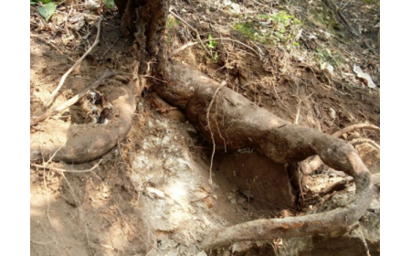 葛根粉：認準 10 年黃金期，拒絕 “年份噱頭”