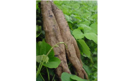 吃了這么多年的野生葛根粉，你吃對了嗎？