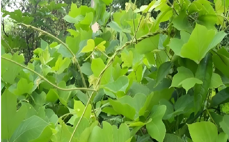 七夕寵妻狂魔就選它！二月風(fēng)雙有機(jī)野生葛根粉，健康又有文化味 