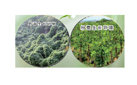 高學(xué)歷養(yǎng)生黨親測(cè)：這款雙有機(jī)野生葛根粉，憑什么成日常優(yōu)選？?