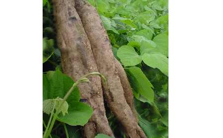 長期吃葛粉是養(yǎng)生還是傷身？科學(xué)解讀它的三大益處，讓你吃得更明白！