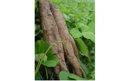 正宗的野生葛根粉，本質(zhì)是淀粉嗎？探秘千年本草中的自然饋贈