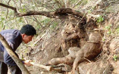 深山藏珍，二月風(fēng)正在大量收購(gòu)寒冬野生葛根