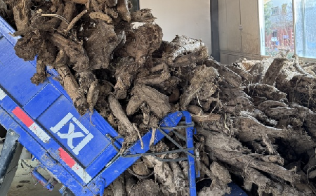 霜降采葛正當(dāng)時(shí)！二月風(fēng)大量收購(gòu)霜降葛根，以匠心護(hù)品質(zhì)、以產(chǎn)業(yè)助增收