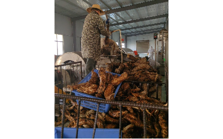 野生葛粉加工正當(dāng)時(shí)，二月風(fēng)匠心傳承好味道