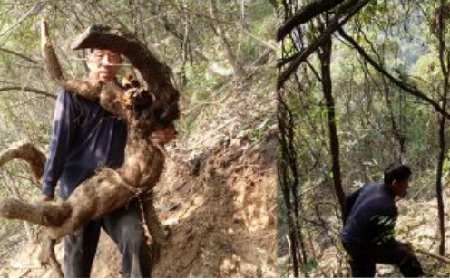 冬至地開倉 葛根天賜糧｜隨州“天字葛粉”的千年傳承