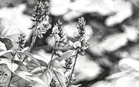 《趙家葛坊》 第六章　逃命房縣 結(jié)緣《詩經(jīng)》